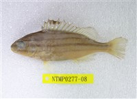 藏品(條紋鯻)的圖片